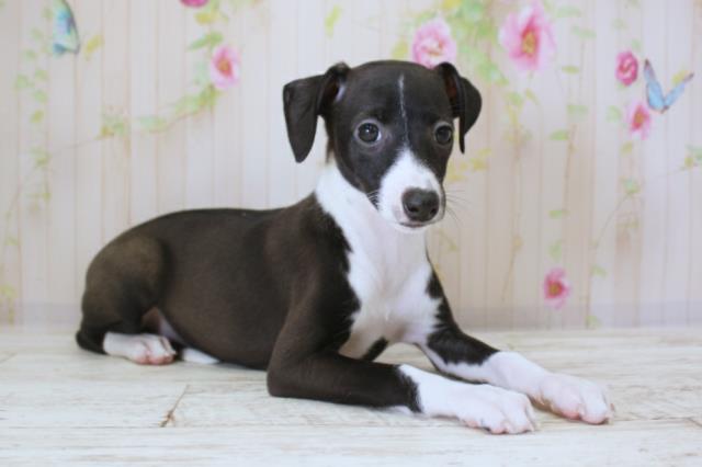 北海道のイタリアングレーハウンド (Coo&RIKU岩見沢店/2025年10月10日生まれ/女の子/ブラックホワイト)の子犬の3枚目の画像