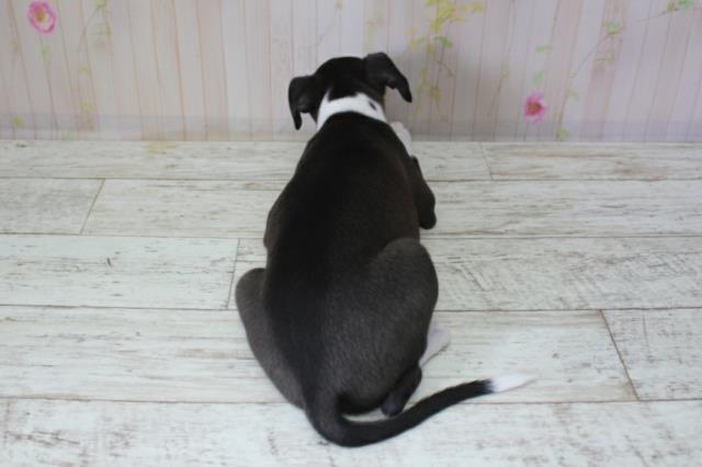 北海道のイタリアングレーハウンド (Coo&RIKU岩見沢店/2025年10月10日生まれ/女の子/ブラックホワイト)の子犬の4枚目の画像