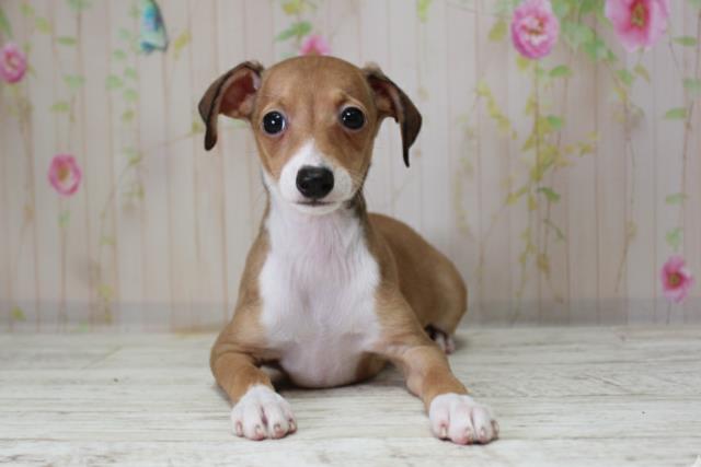 青森県のイタリアングレーハウンド (Coo&RIKU八戸店/2025年10月10日生まれ/女の子/レッドホワイト)の子犬の1枚目の画像