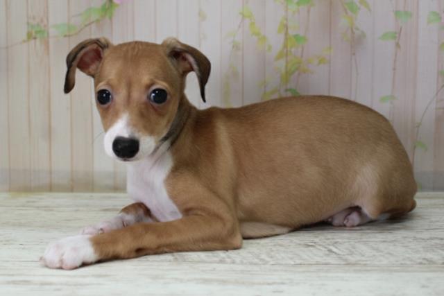 青森県のイタリアングレーハウンド (Coo&RIKU八戸店/2025年10月10日生まれ/女の子/レッドホワイト)の子犬の2枚目の画像