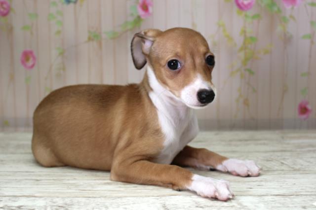 青森県のイタリアングレーハウンド (Coo&RIKU八戸店/2025年10月10日生まれ/女の子/レッドホワイト)の子犬の3枚目の画像