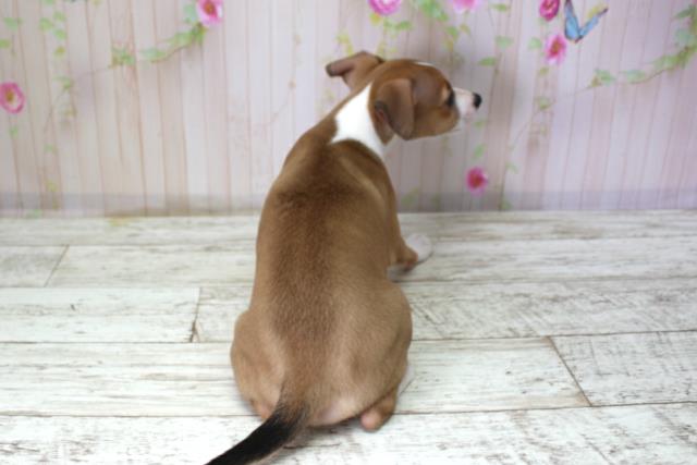 青森県のイタリアングレーハウンド (Coo&RIKU八戸店/2025年10月10日生まれ/女の子/レッドホワイト)の子犬の4枚目の画像