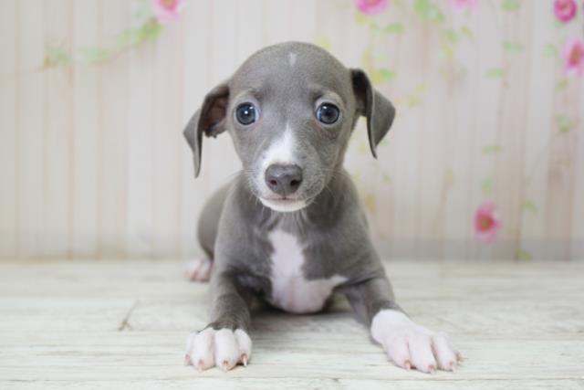 北海道のイタリアングレーハウンド (Coo&RIKU岩見沢店/2025年10月10日生まれ/女の子/ブルーホワイト)の子犬の1枚目の画像