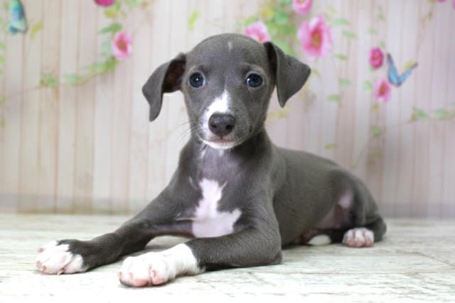 北海道のイタリアングレーハウンド (Coo&RIKU岩見沢店/2025年10月10日生まれ/女の子/ブルーホワイト)の子犬の2枚目の画像