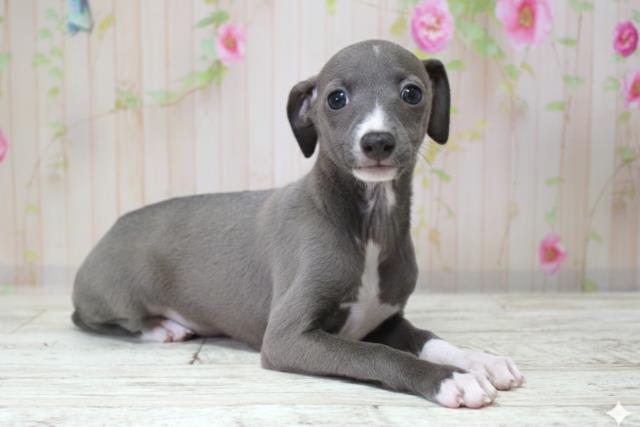 北海道のイタリアングレーハウンド (Coo&RIKU岩見沢店/2025年10月10日生まれ/女の子/ブルーホワイト)の子犬の3枚目の画像