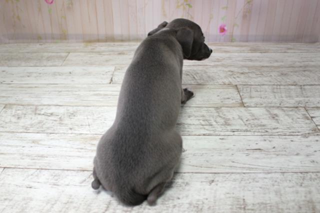 北海道のイタリアングレーハウンド (Coo&RIKU岩見沢店/2025年10月10日生まれ/女の子/ブルーホワイト)の子犬の4枚目の画像