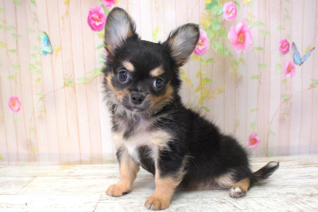 北海道のチワワ(ロング) (Coo&RIKU苫小牧店/2025年10月6日生まれ/男の子/ブラックタン)の子犬の2枚目の画像