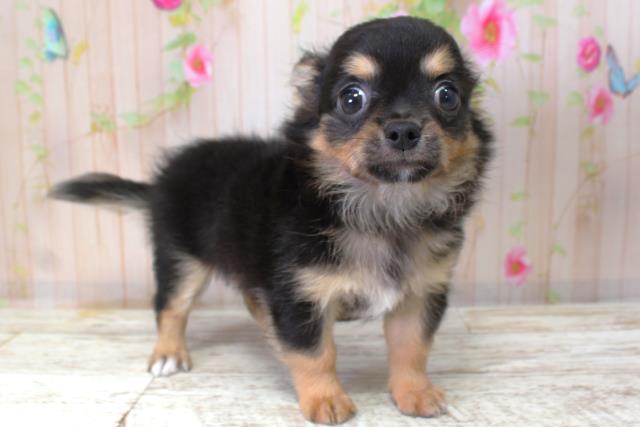 北海道のチワワ(ロング) (Coo&RIKU苫小牧店/2025年10月6日生まれ/男の子/ブラックタン)の子犬の3枚目の画像