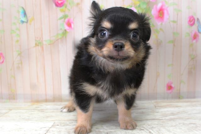 北海道のチワワ(ロング) (Coo&RIKU室蘭店/2025年10月6日生まれ/男の子/ブラックタン)の子犬の1枚目の画像