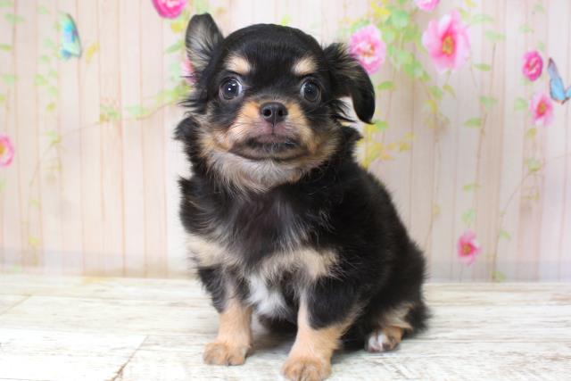 北海道のチワワ(ロング) (Coo&RIKU室蘭店/2025年10月6日生まれ/男の子/ブラックタン)の子犬の2枚目の画像