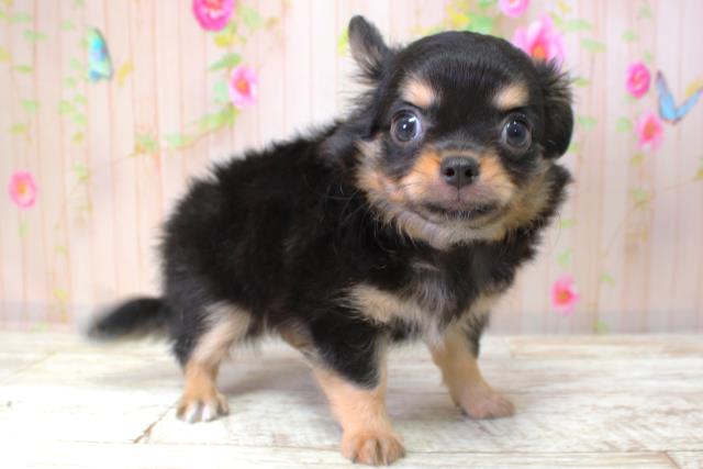 北海道のチワワ(ロング) (Coo&RIKU室蘭店/2025年10月6日生まれ/男の子/ブラックタン)の子犬の3枚目の画像