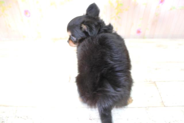 北海道のチワワ(ロング) (Coo&RIKU室蘭店/2025年10月6日生まれ/男の子/ブラックタン)の子犬の4枚目の画像