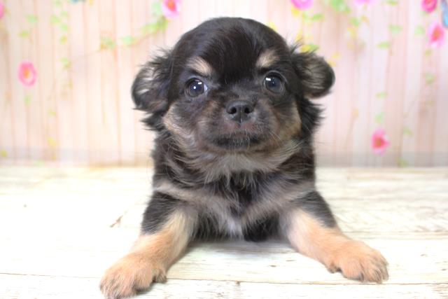 北海道のチワワ(ロング) (Coo&RIKU札幌西店/2025年10月6日生まれ/女の子/ブラックタン)の子犬の1枚目の画像