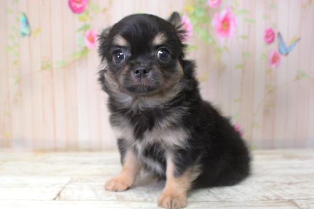 北海道のチワワ(ロング) (Coo&RIKU札幌西店/2025年10月6日生まれ/女の子/ブラックタン)の子犬の2枚目の画像