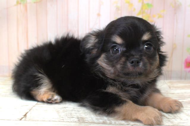 北海道のチワワ(ロング) (Coo&RIKU札幌西店/2025年10月6日生まれ/女の子/ブラックタン)の子犬の3枚目の画像