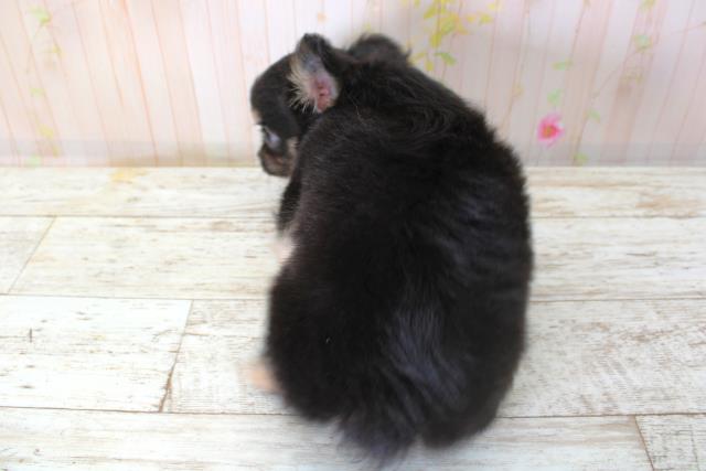 北海道のチワワ(ロング) (Coo&RIKU札幌西店/2025年10月6日生まれ/女の子/ブラックタン)の子犬の4枚目の画像