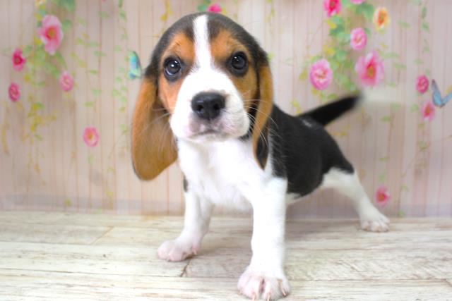 北海道のビーグル (Coo&RIKU函館店/2025年10月11日生まれ/男の子/ブラックタンホワイト)の子犬の2枚目の画像