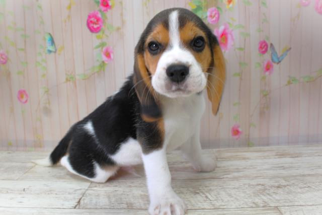 北海道のビーグル (Coo&RIKU函館店/2025年10月11日生まれ/男の子/ブラックタンホワイト)の子犬の3枚目の画像