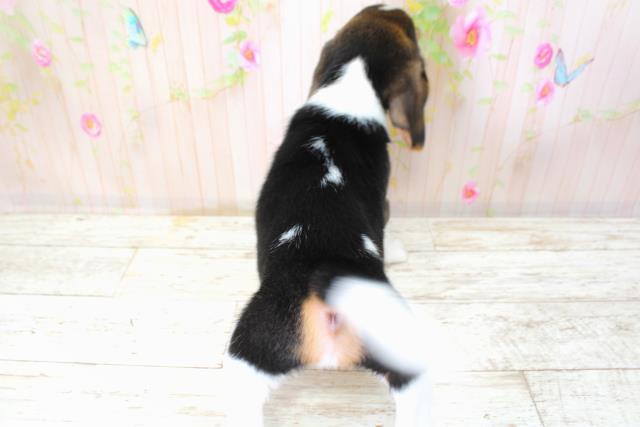 北海道のビーグル (Coo&RIKU函館店/2025年10月11日生まれ/男の子/ブラックタンホワイト)の子犬の4枚目の画像