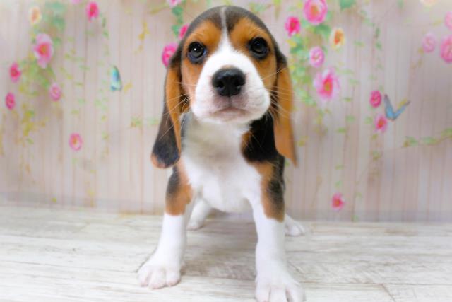 北海道のビーグル (Coo&RIKU苫小牧店/2025年10月11日生まれ/男の子/ブラックタンホワイト)の子犬