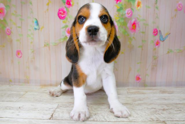 北海道のビーグル (Coo&RIKU室蘭店/2025年10月11日生まれ/女の子/ブラックタンホワイト)の子犬の1枚目の画像