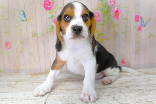 北海道のビーグル (Coo&RIKU室蘭店/2025年10月11日生まれ/女の子/ブラックタンホワイト)の子犬の2枚目の画像