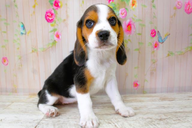 北海道のビーグル (Coo&RIKU室蘭店/2025年10月11日生まれ/女の子/ブラックタンホワイト)の子犬の3枚目の画像