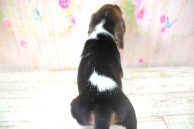 北海道のビーグル (Coo&RIKU室蘭店/2025年10月11日生まれ/女の子/ブラックタンホワイト)の子犬の4枚目の画像