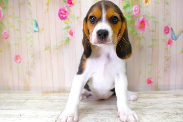 青森県のビーグル (Coo&RIKU青森店/2025年10月11日生まれ/女の子/ブラックタンホワイト)の子犬の1枚目の画像