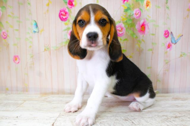 青森県のビーグル (Coo&RIKU青森店/2025年10月11日生まれ/女の子/ブラックタンホワイト)の子犬の2枚目の画像