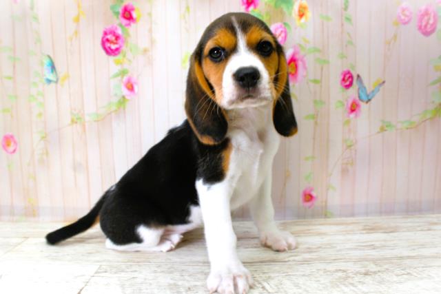 青森県のビーグル (Coo&RIKU青森店/2025年10月11日生まれ/女の子/ブラックタンホワイト)の子犬の3枚目の画像