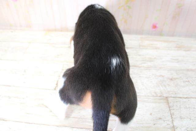 青森県のビーグル (Coo&RIKU青森店/2025年10月11日生まれ/女の子/ブラックタンホワイト)の子犬の4枚目の画像
