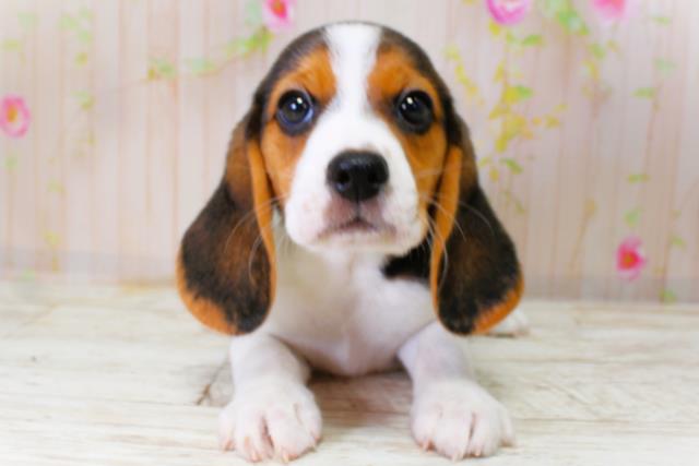 青森県のビーグル (Coo&RIKU八戸店/2025年10月11日生まれ/女の子/ブラックタンホワイト)の子犬の1枚目の画像