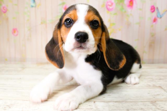 青森県のビーグル (Coo&RIKU八戸店/2025年10月11日生まれ/女の子/ブラックタンホワイト)の子犬の2枚目の画像