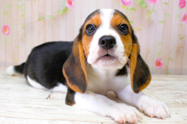 青森県のビーグル (Coo&RIKU八戸店/2025年10月11日生まれ/女の子/ブラックタンホワイト)の子犬の3枚目の画像