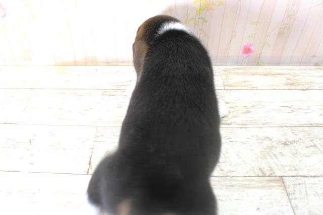 青森県のビーグル (Coo&RIKU八戸店/2025年10月11日生まれ/女の子/ブラックタンホワイト)の子犬の4枚目の画像