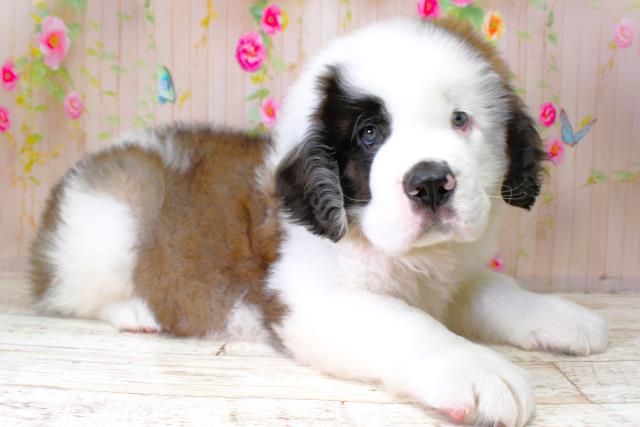 セントバーナードの子犬一覧｜ペットショップCoo＆RIKU