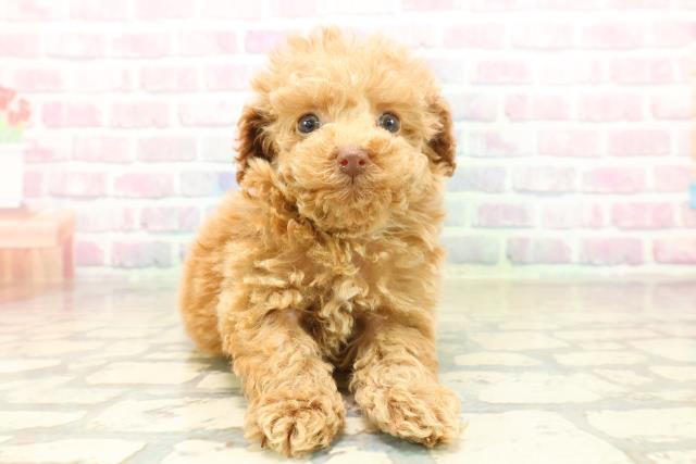 新潟県のトイプードル(トイ) (Coo&RIKU長岡店/2025年10月12日生まれ/男の子/アプリコット)の子犬