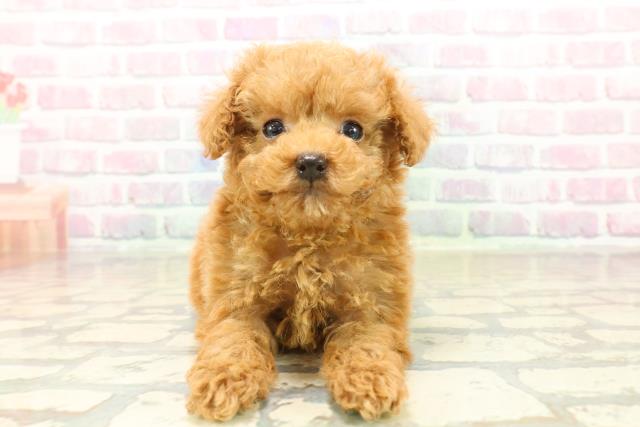 千葉県のトイプードル(トイ) (Coo&RIKU市原店/2025年10月12日生まれ/男の子/アプリコット)の子犬の1枚目の画像