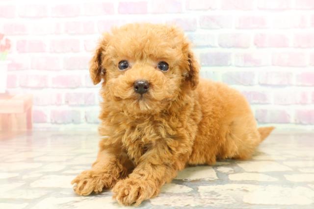 千葉県のトイプードル(トイ) (Coo&RIKU市原店/2025年10月12日生まれ/男の子/アプリコット)の子犬の2枚目の画像