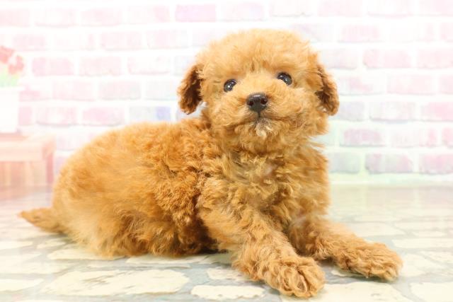 千葉県のトイプードル(トイ) (Coo&RIKU市原店/2025年10月12日生まれ/男の子/アプリコット)の子犬の3枚目の画像