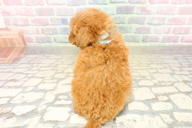 千葉県のトイプードル(トイ) (Coo&RIKU市原店/2025年10月12日生まれ/男の子/アプリコット)の子犬の4枚目の画像