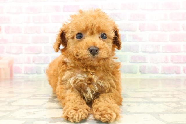 青森県のトイプードル(トイ) (Coo&RIKU八戸店/2025年10月12日生まれ/女の子/アプリコット)の子犬の1枚目の画像