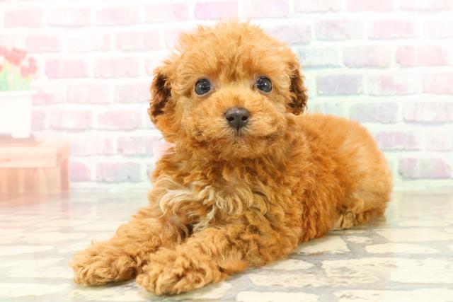 青森県のトイプードル(トイ) (Coo&RIKU八戸店/2025年10月12日生まれ/女の子/アプリコット)の子犬の2枚目の画像