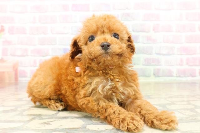 青森県のトイプードル(トイ) (Coo&RIKU八戸店/2025年10月12日生まれ/女の子/アプリコット)の子犬の3枚目の画像