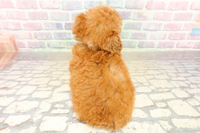 青森県のトイプードル(トイ) (Coo&RIKU八戸店/2025年10月12日生まれ/女の子/アプリコット)の子犬の4枚目の画像