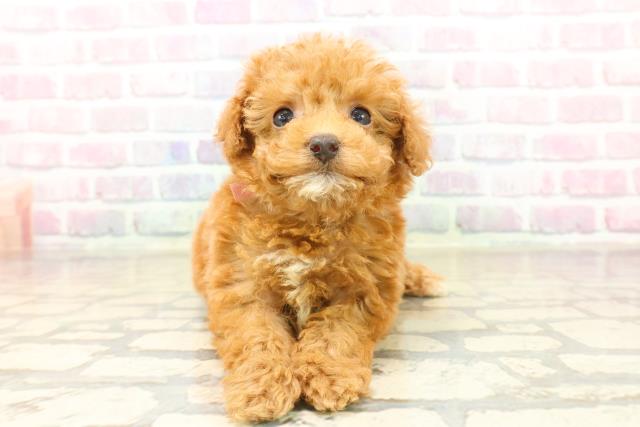 千葉県のトイプードル(トイ) (Coo&RIKU木更津店/2025年10月12日生まれ/女の子/アプリコット)の子犬の1枚目の画像
