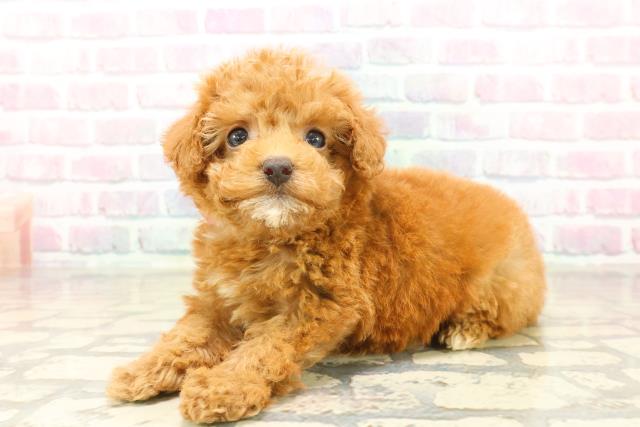 千葉県のトイプードル(トイ) (Coo&RIKU木更津店/2025年10月12日生まれ/女の子/アプリコット)の子犬の2枚目の画像