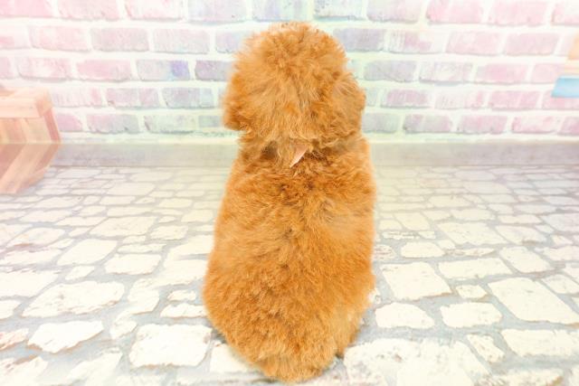 千葉県のトイプードル(トイ) (Coo&RIKU木更津店/2025年10月12日生まれ/女の子/アプリコット)の子犬の4枚目の画像