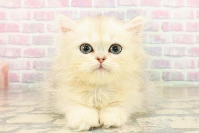 群馬県のミヌエット (Coo&RIKU藤岡店/2025年9月19日生まれ/男の子/シルバーマッカレルタビー)の子猫の1枚目の画像